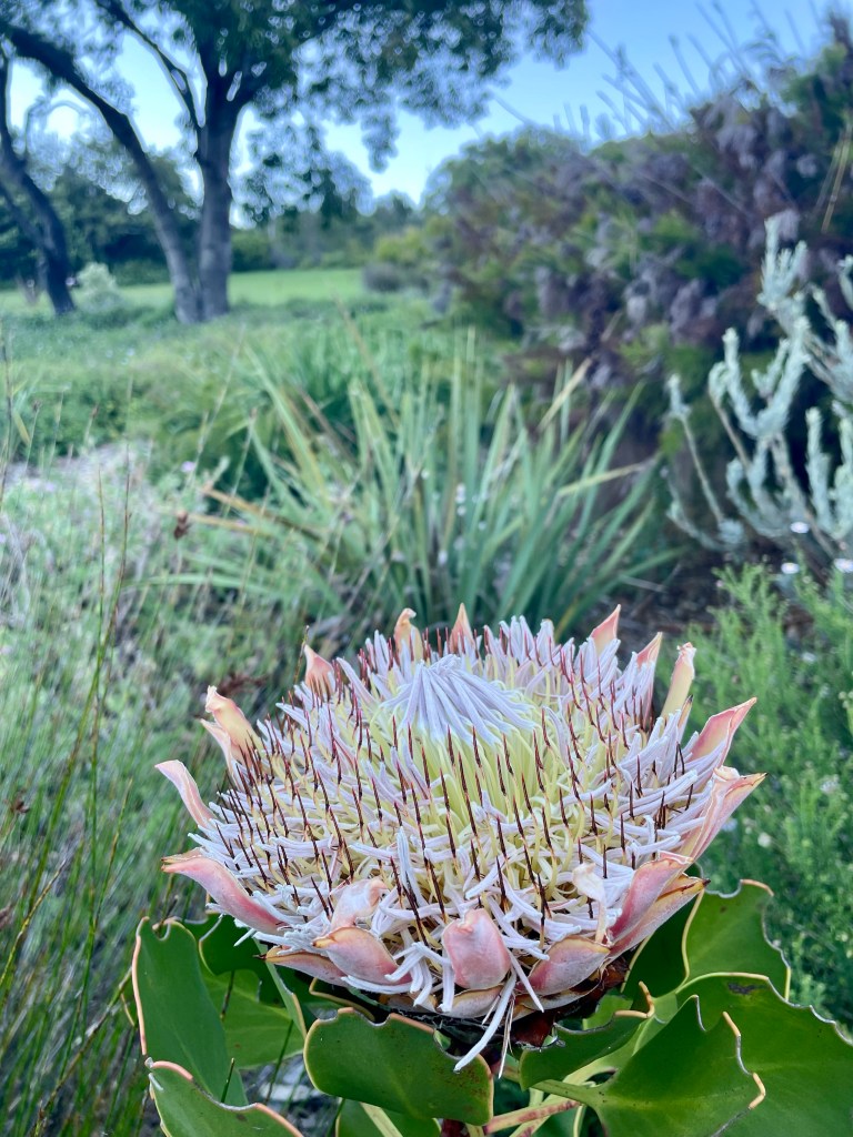 Kirstenbosch 